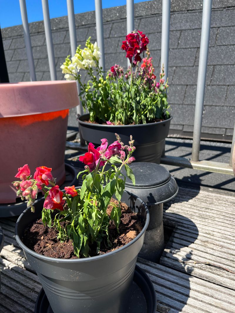 Cool-Season Plants May Be Fading In Summer Heat