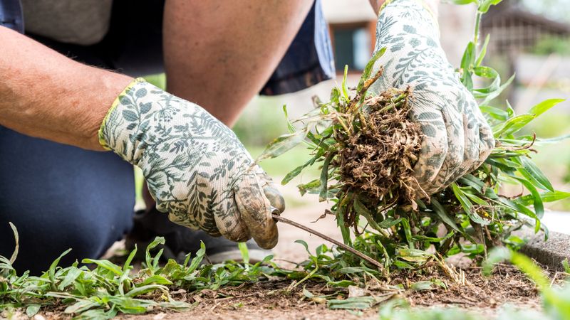 Cool-Season Weeds Get Easier To Miss