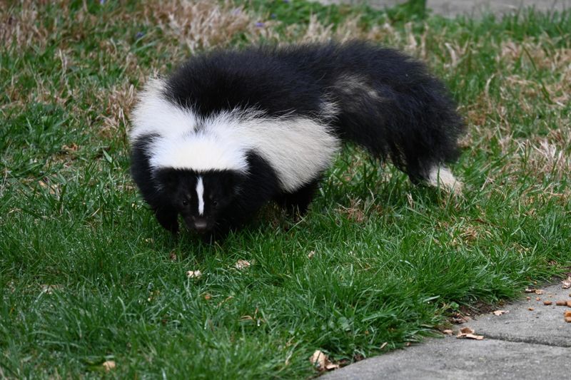 Cool Soil Gives Skunks Relief From The Heat