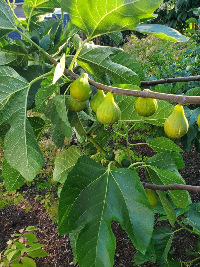 Cool Summers Can Slow Fig Ripening