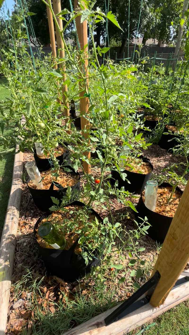 Cool Weather Slowed Their Progress Earlier