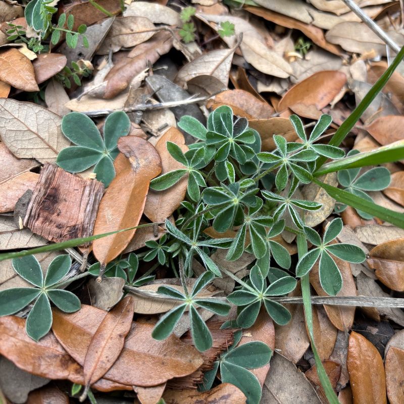 Cool Weather Suits Young Bluebonnet Plants Cool Weather Suits Young Bluebonnet Plants