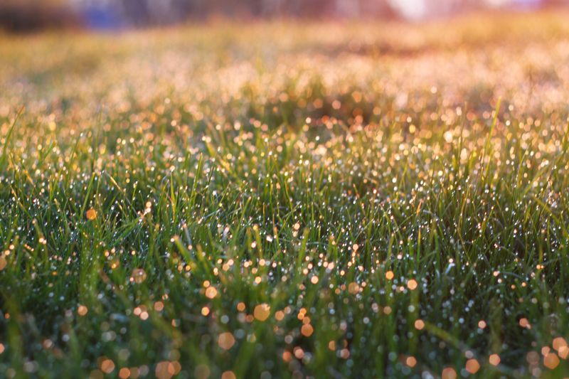 Cooler Air Reduces Seedling Heat Stress