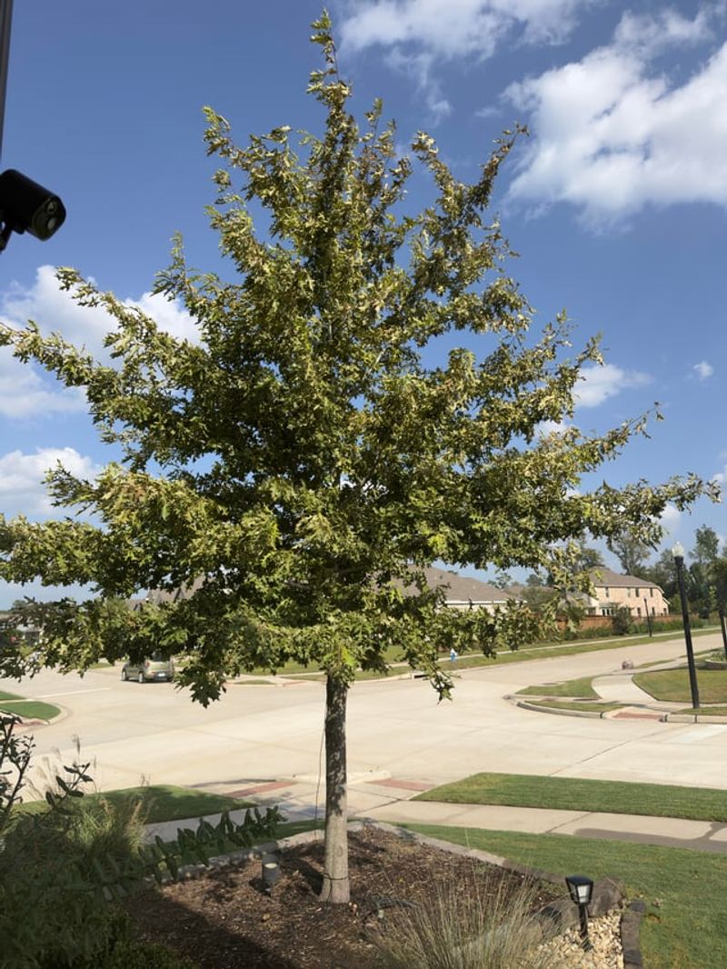 Cooler Air Reduces Transplant Stress