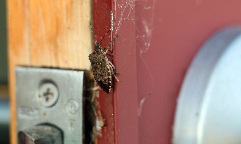 Cooler Days Put Stink Bugs On The Move