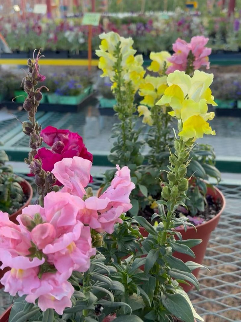 Cooler Fall Weather Helps Them Grow Better
