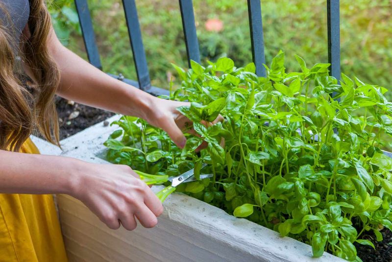 Cooler Nights Are Your Sign To Start Harvesting