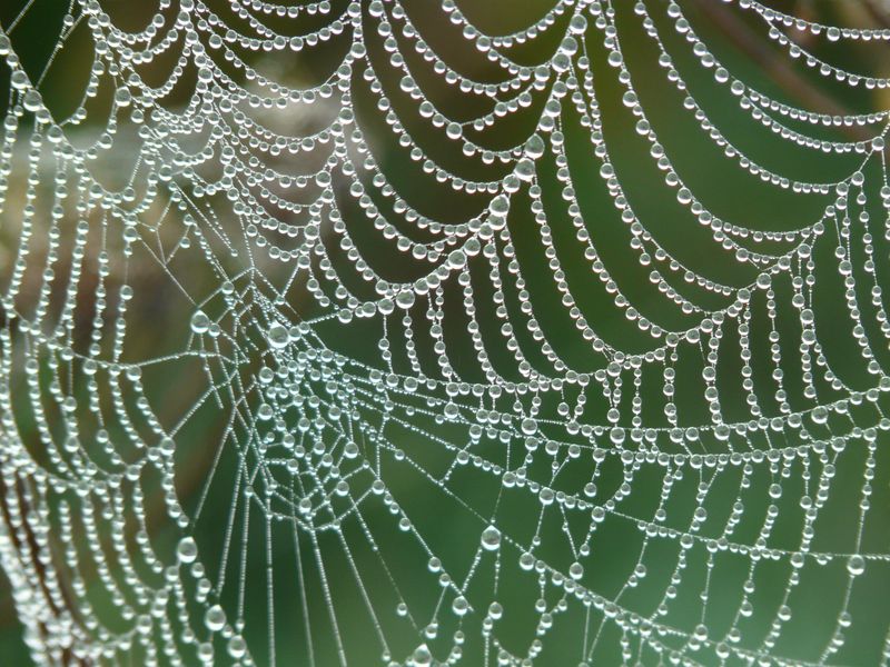 Cooler Nights Bring Dew On Webs