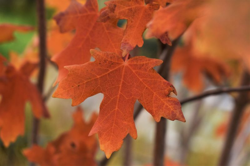 Cooler Nights Bring Out The Best Color