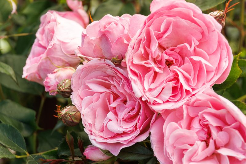 Cooler Nights Can Bring One More Strong Flush Of Flowers