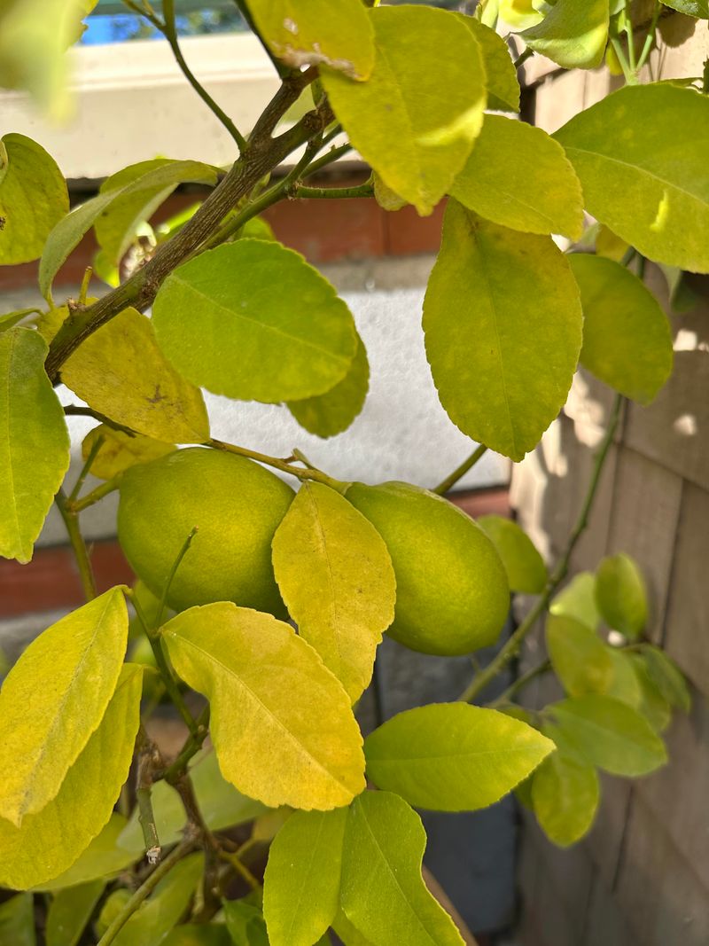Cooler Nights Help Meyer Lemons Color Up