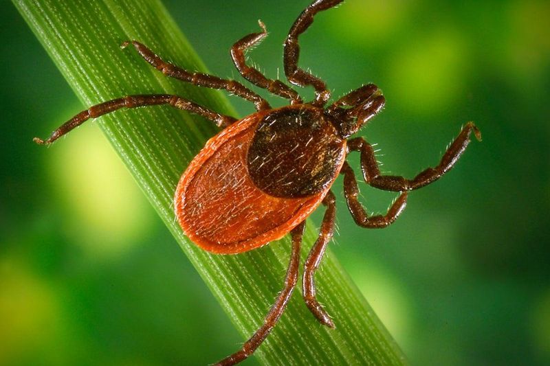 Cooler Nights Push Ticks Into Yards And Gardens