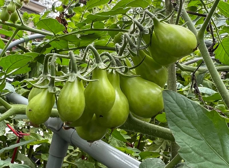 Cooler Nighttime Temperatures Slow Ripening