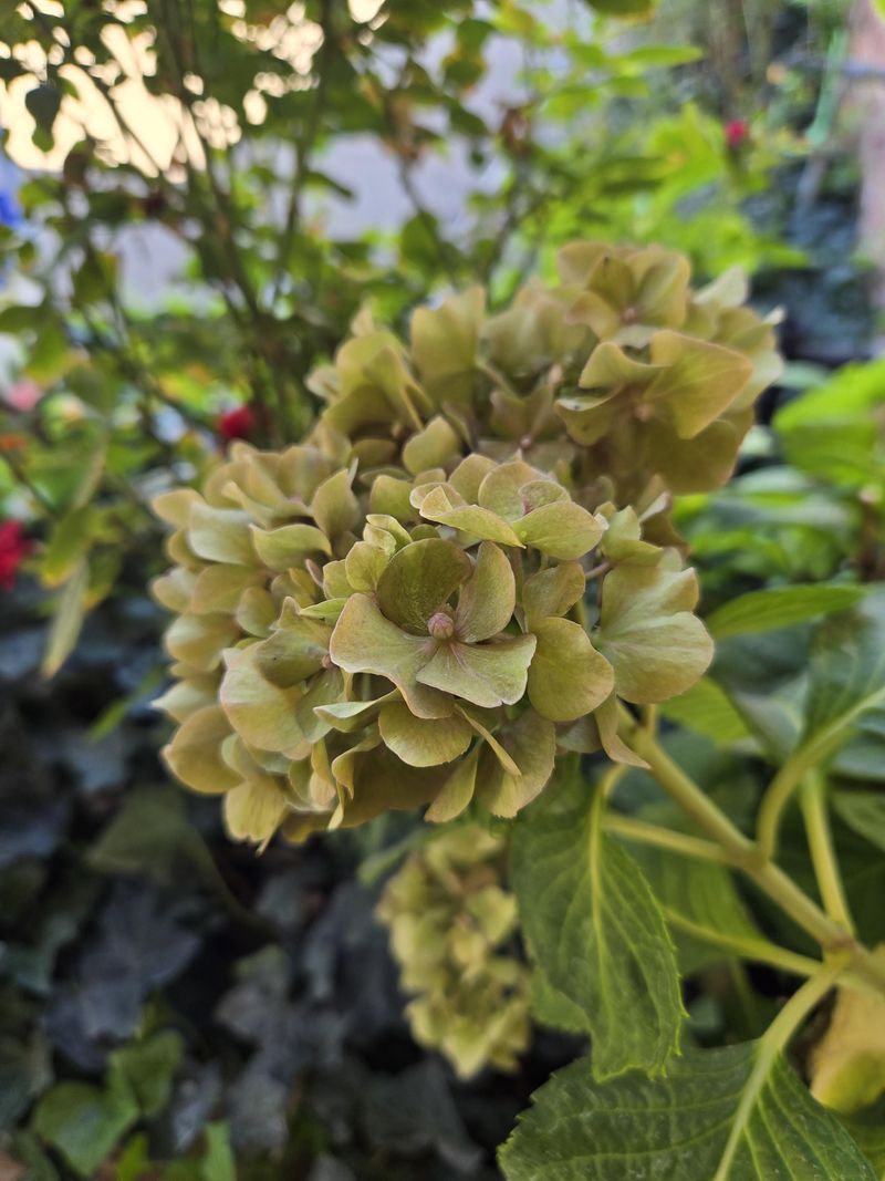 Cooler Temperatures Trigger Greening Cooler Temperatures Trigger Greening