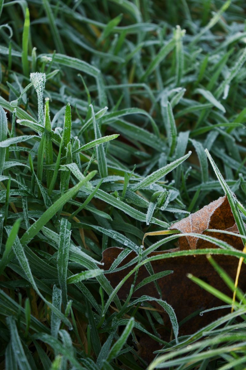 Cooler Temps Reduce Stress On Lawns