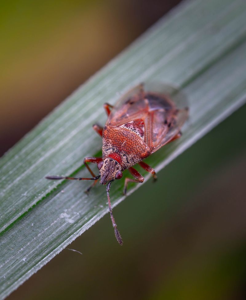 Cooler Temps Slow Chinch Bug Activity Gradually