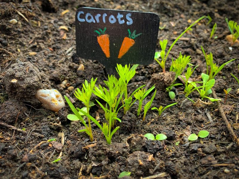 Cooler Texas Regions Can Start Fall Planting Earlier Cooler Texas Regions Can Start Fall Planting Earlier