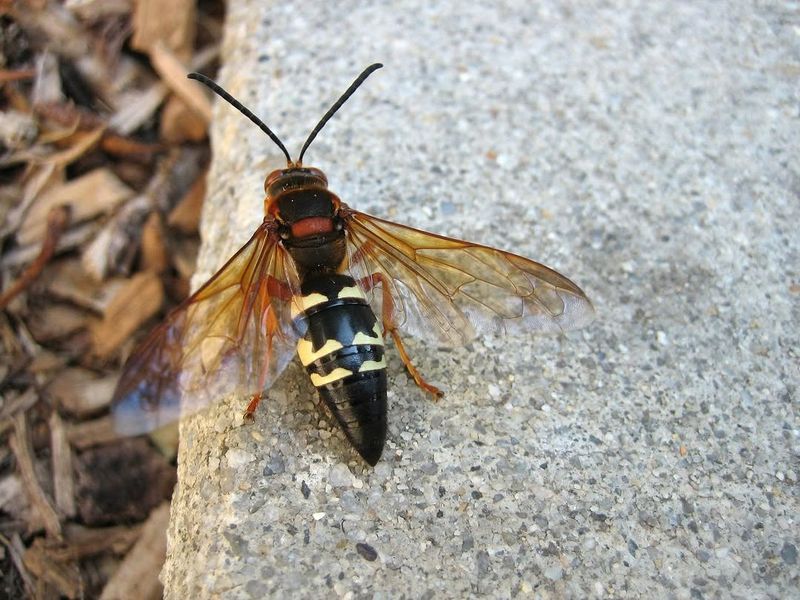 Cooler Weather Brings Their Season To An End