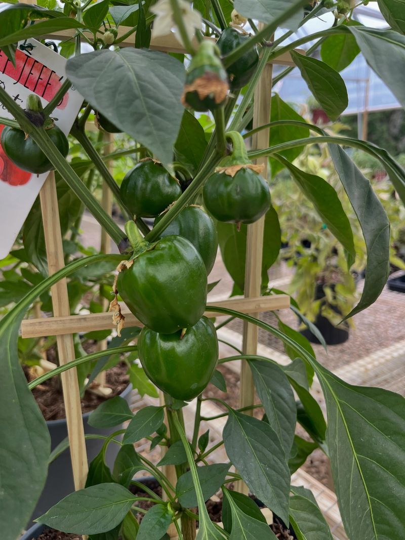 Cooler Weather Can Improve Production Again Cooler Weather Can Improve Production Again