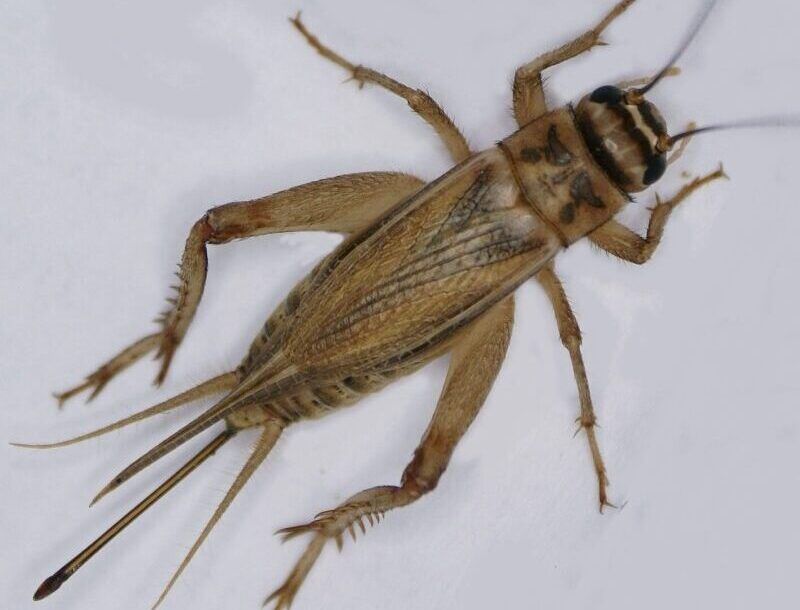 Cooler Weather Eventually Brings Less Cricket Activity