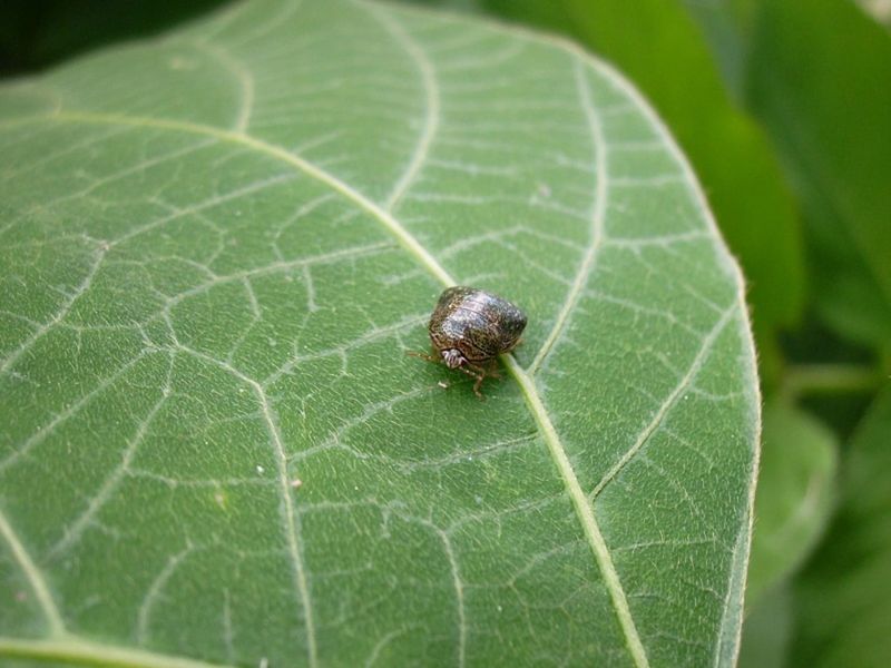 Cooler Weather Eventually Slows Their Activity