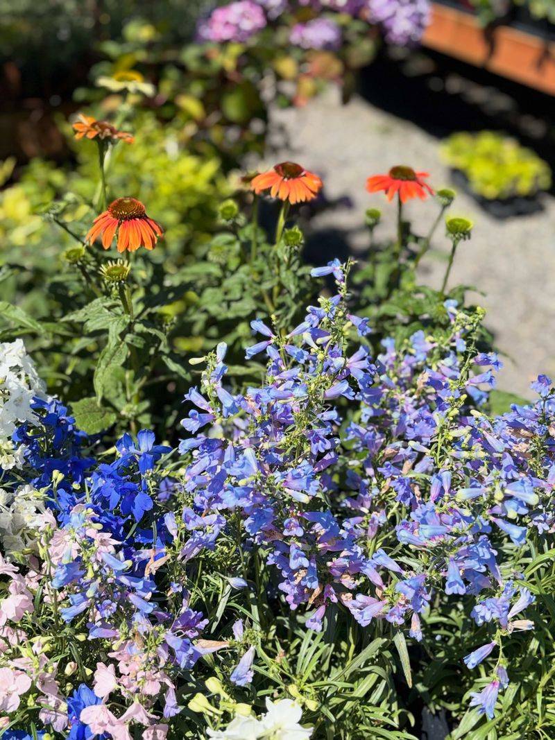 Cooler Weather Reduces Planting Stress