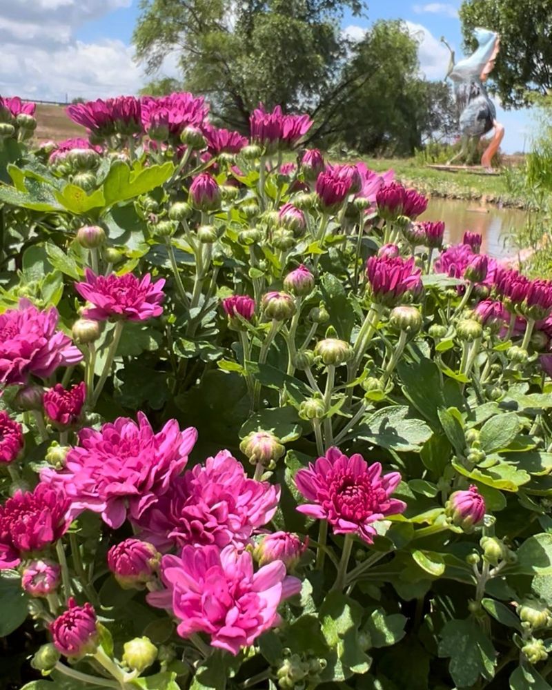 Cooling Fall Weather Helps Blooms Last