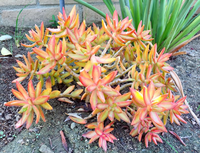 Coppertone Stonecrop Adding Color Without Constant Cleanup