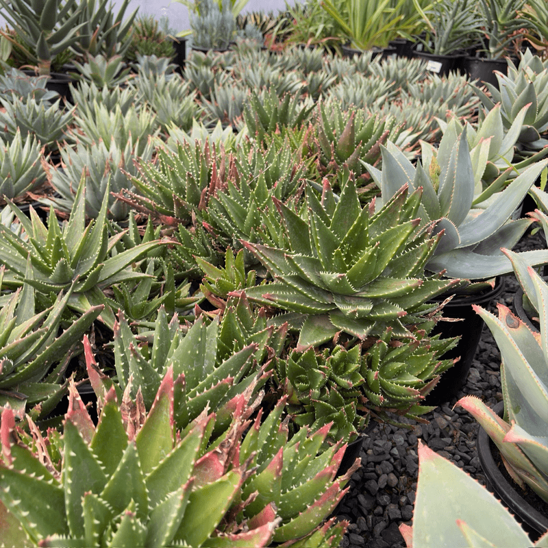 Coral Aloe Brings Sculptural Form To Sunny Gravel