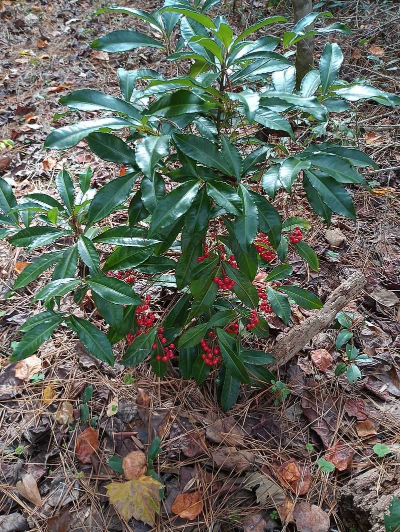 Coral Ardisia Is Being Pulled From Shady Understories Coral Ardisia Is Being Pulled From Shady Understories