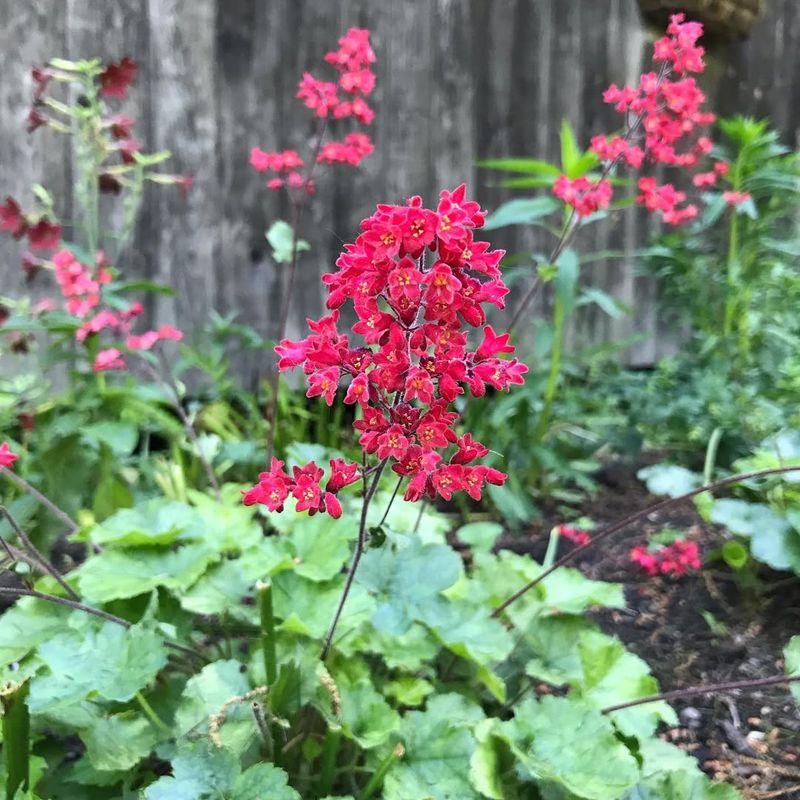 Coral Bells Coral Bells