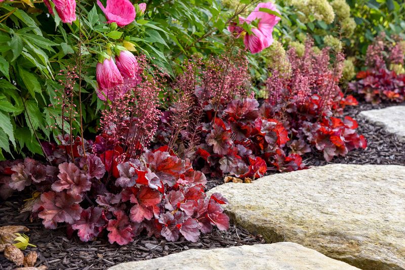 Coral Bells Are Better Split In Early Fall Coral Bells Are Better Split In Early Fall