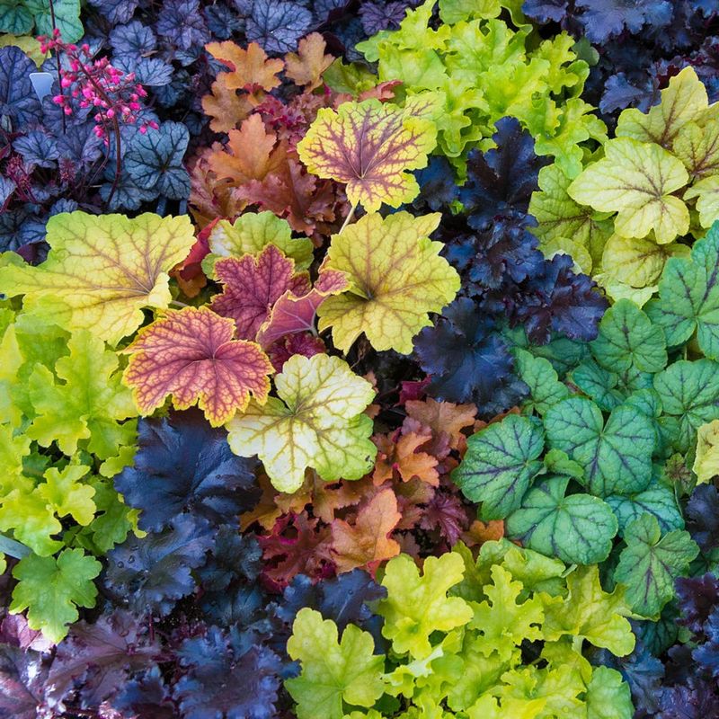 Coral Bells Benefit From A Timely Reset