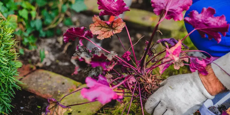 Coral Bells Can Be Split When Older Crowns Start Getting Crowded