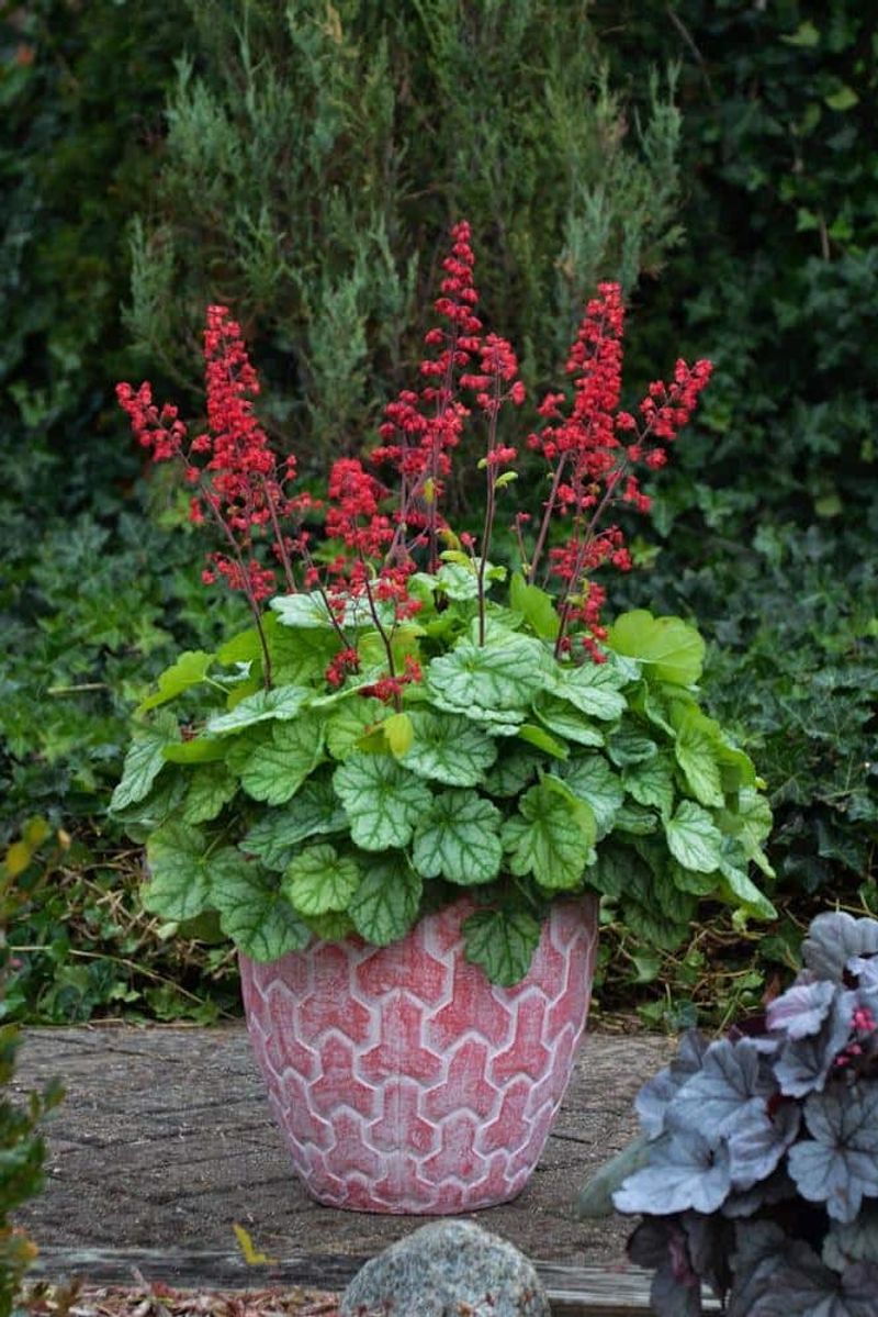 Coral Bells Keep Their Foliage Working Past Fall Coral Bells Keep Their Foliage Working Past Fall