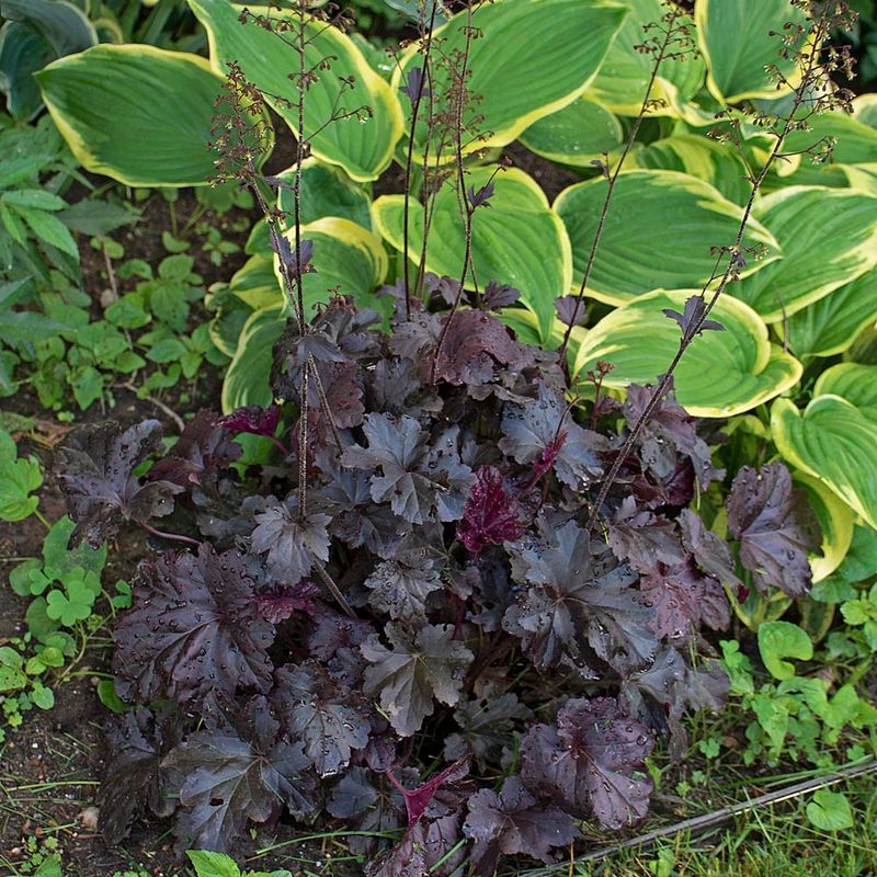 Coral Bells Win On Foliage But Columbine Brings More Wildlife Value