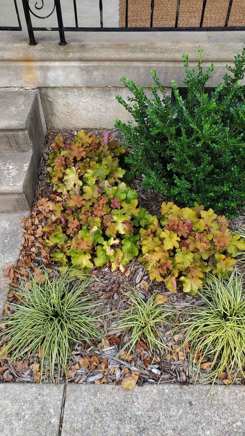Coral Bells Work Well In Cooler, Partly Shaded Spots Coral Bells Work Well In Cooler, Partly Shaded Spots