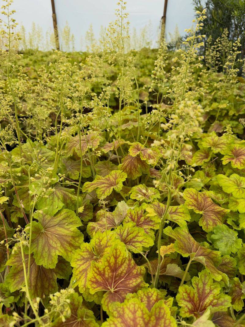 Coral Bells