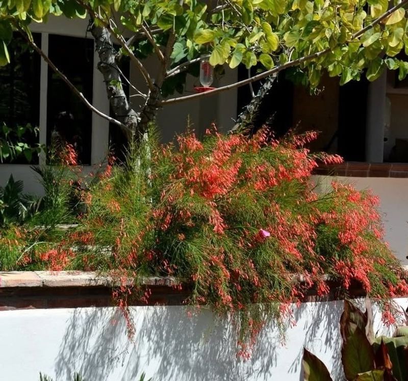 Coral Fountain Makes A Colorful Choice For Fall Borders