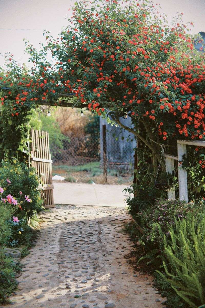 Coral Honeysuckle Draping An Entryway Arch