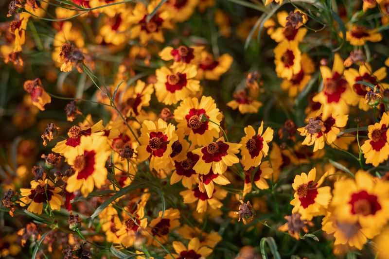 Coreopsis Coreopsis