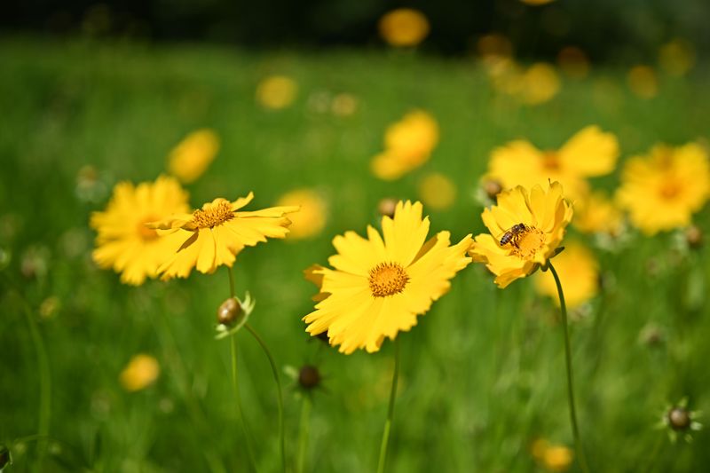 Coreopsis
