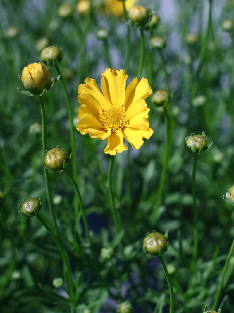 Coreopsis