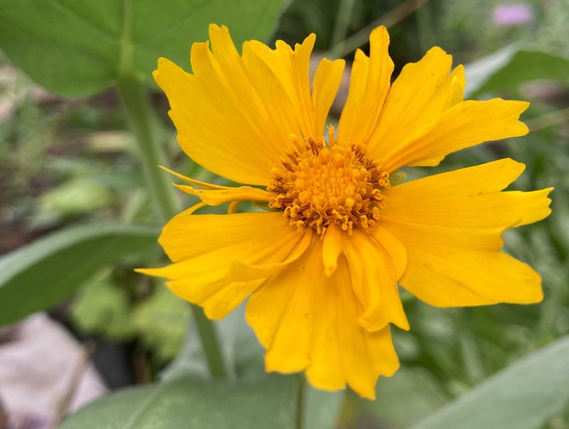 Coreopsis
