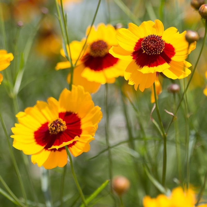Coreopsis Coreopsis