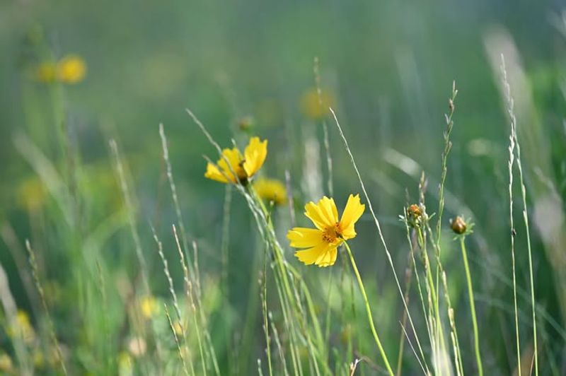 Coreopsis And Native Asters Extend The Feeding Window Coreopsis And Native Asters Extend The Feeding Window