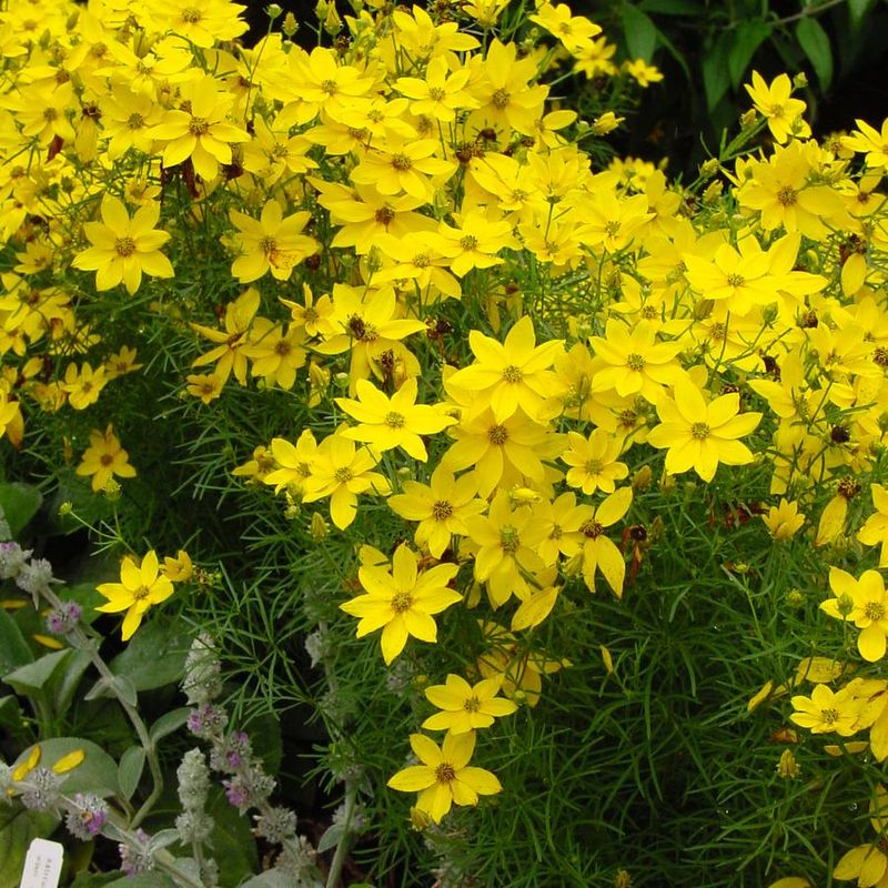 Coreopsis Carpets The Border In Gold With Zero Fuss