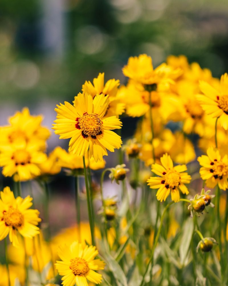 Coreopsis Has Time To Establish Before Cooler Weather Coreopsis Has Time To Establish Before Cooler Weather