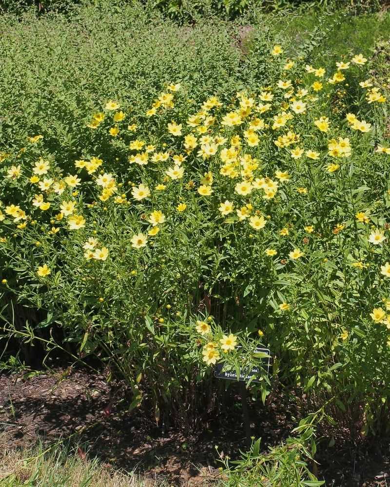 Coreopsis Keeps Native Blooms Working Coreopsis Keeps Native Blooms Working