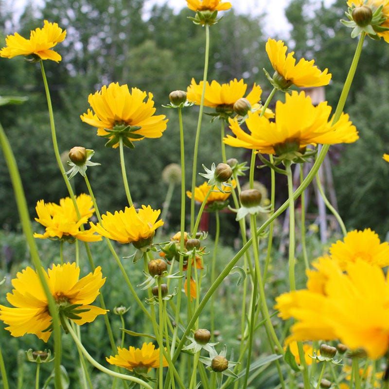 Coreopsis Leaves Small Seeds Right Where Birds Can Find Them